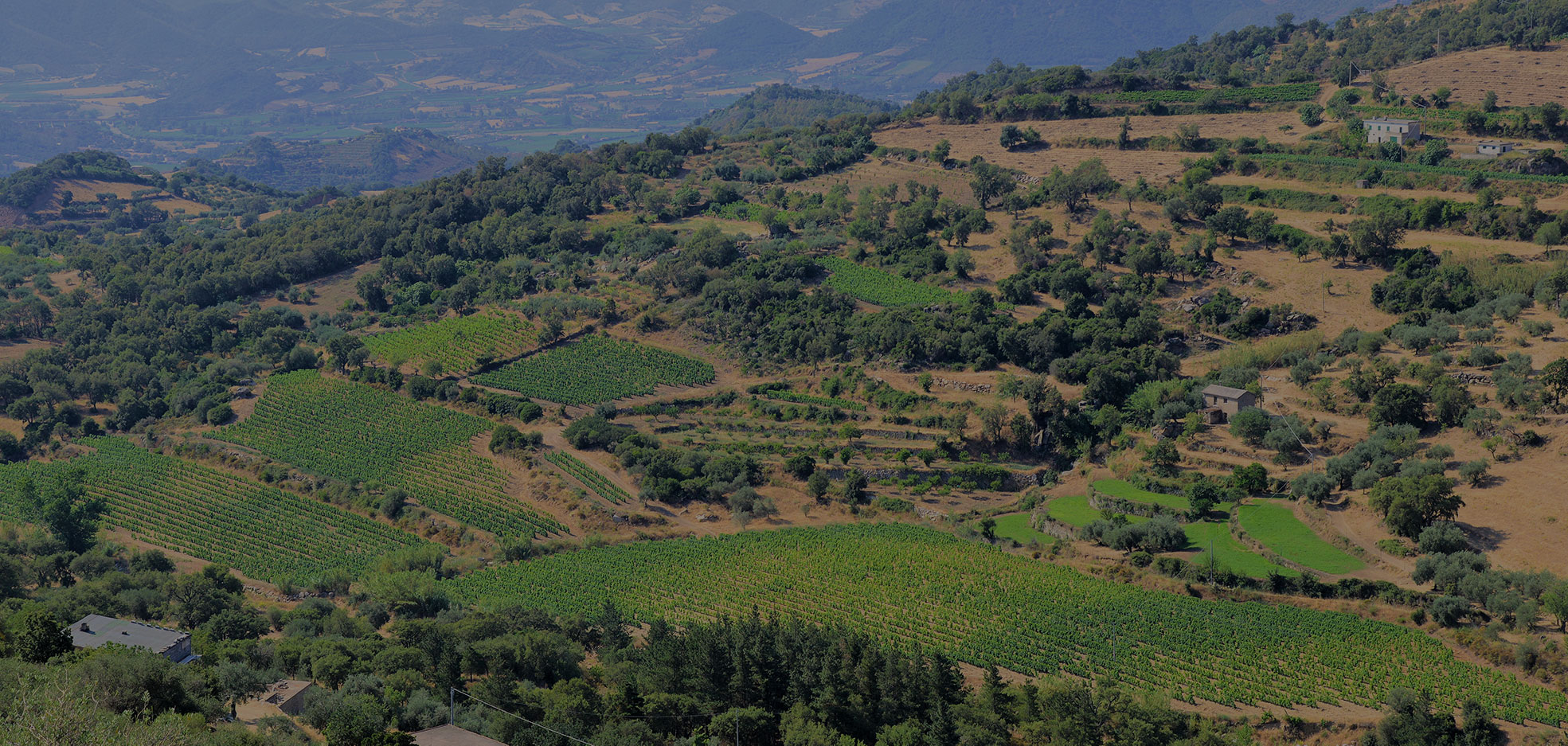 The land of Cannonau AOC